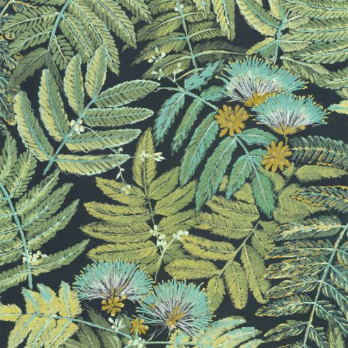 ALBIZIA BOTA 85897247